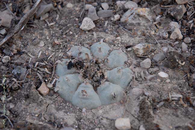 Lophophora williamsii in SLP