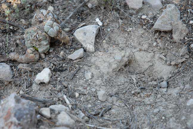 pitifully pointless peyote pillaging