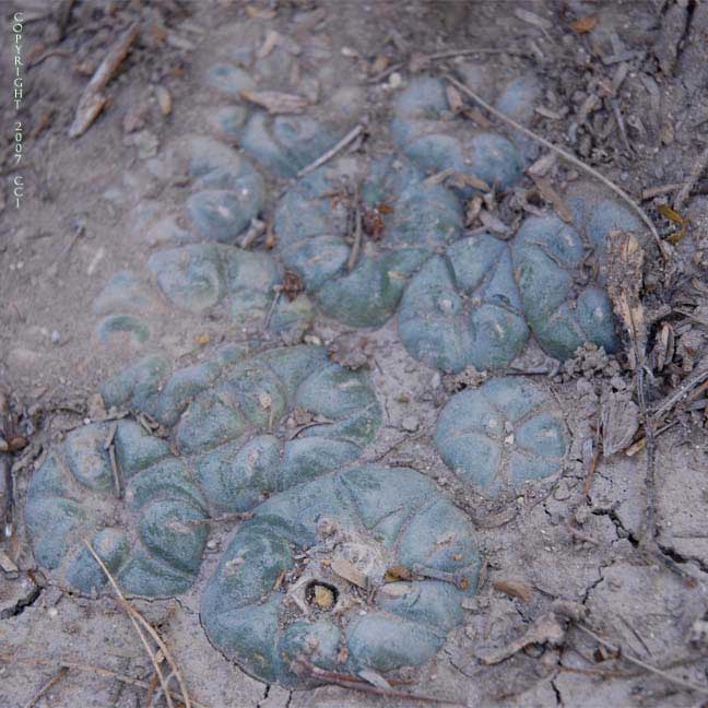 Lophophora koehresii