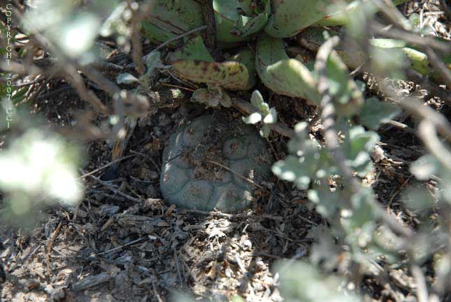 Lophophora koehresii