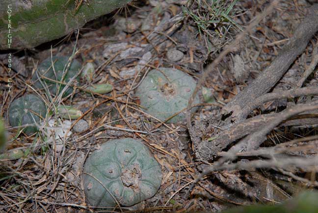 Lophophora koehresii