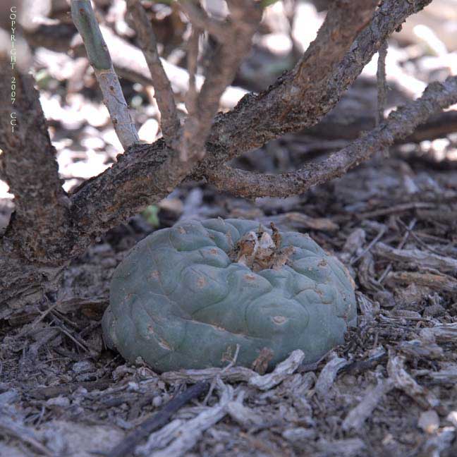 Lophophora koehresii