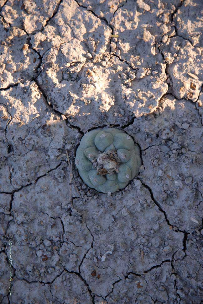 Lophophora koehresii
