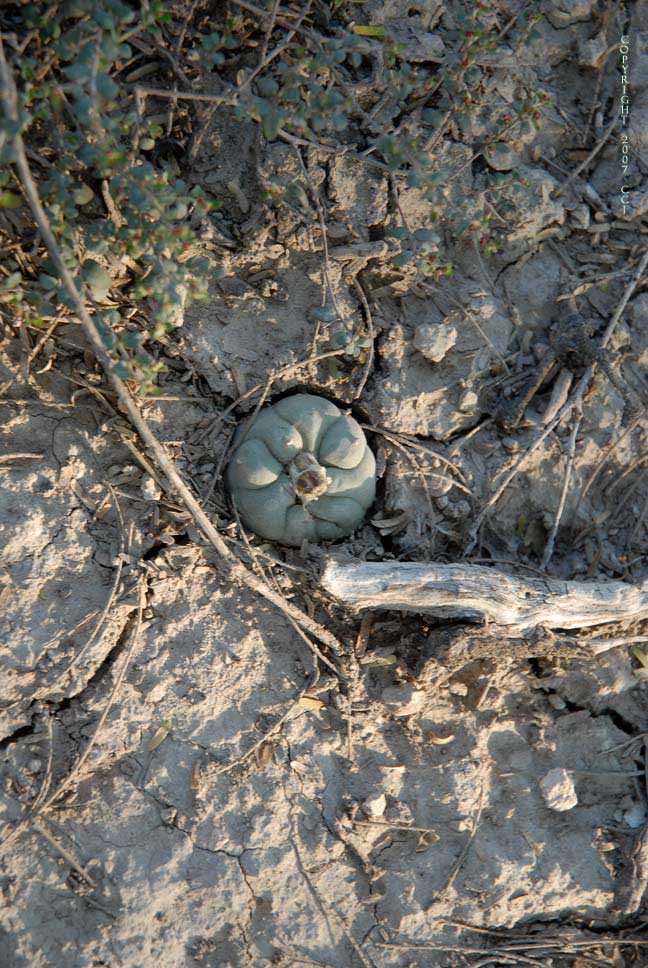 Lophophora koehresii