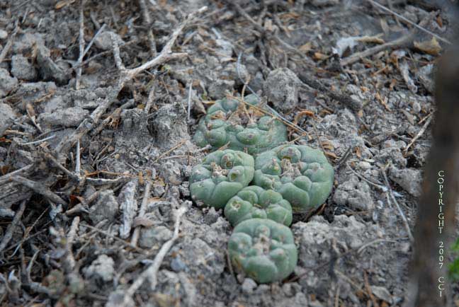 Lophophora koehresii