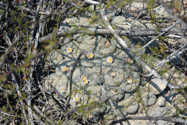 Lophophora koehresii
