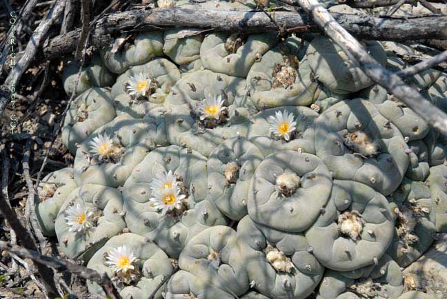 Lophophora koehresii