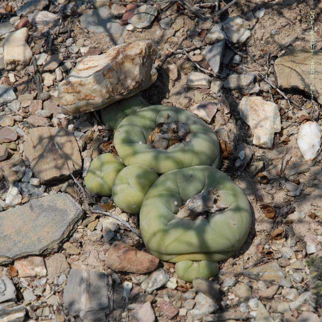 Lophophora koehresii