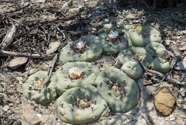 Lophophora koehresii