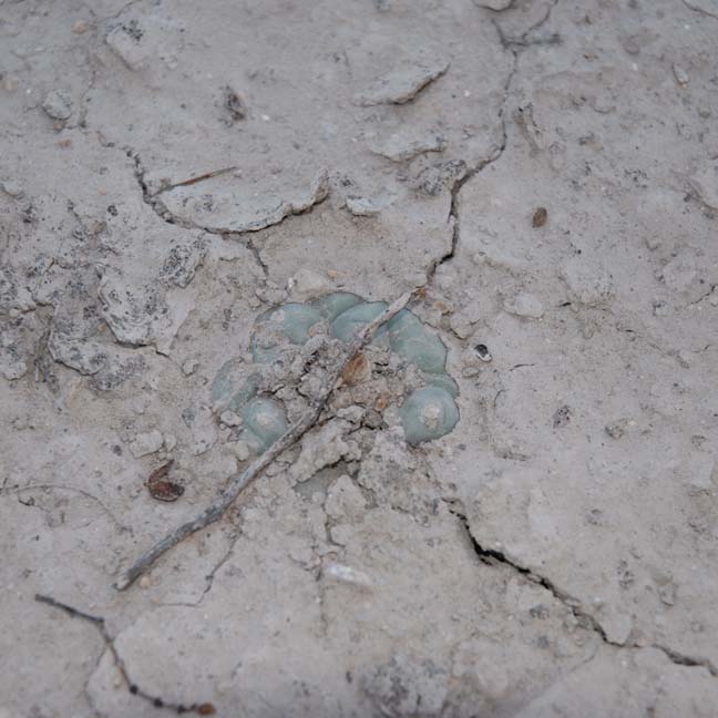 Lophophora koehresii