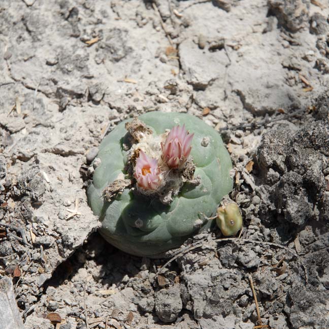 Lophophora koehresii
