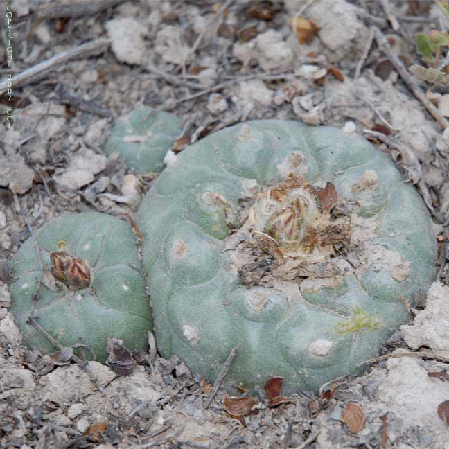 Lophophora koehresii