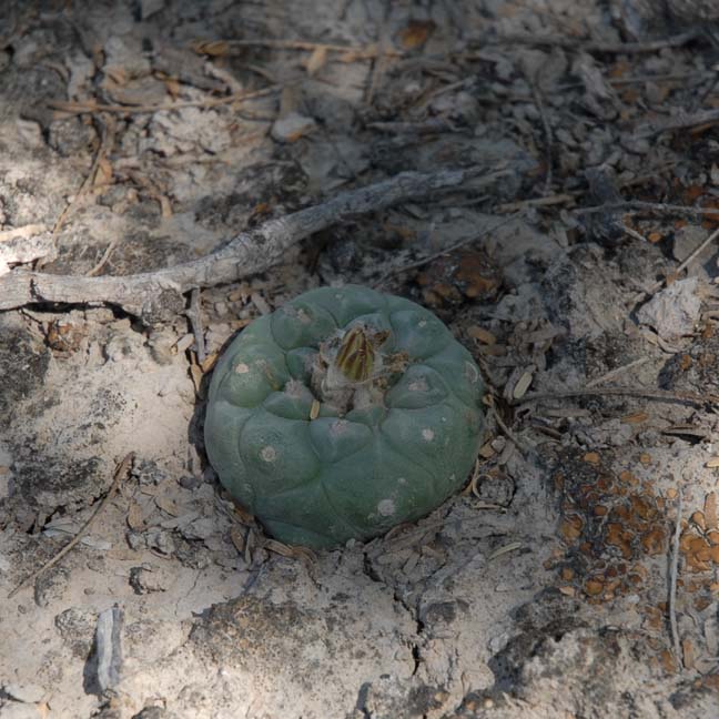 Lophophora koehresii
