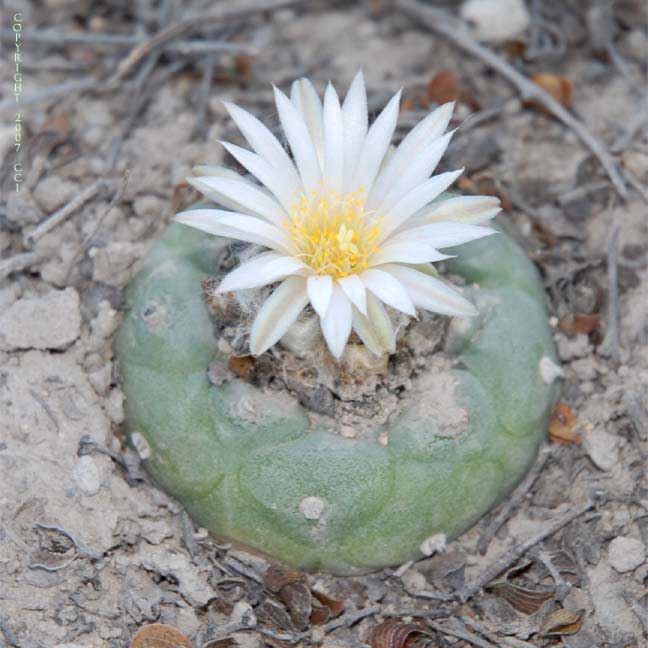 Lophophora koehresii