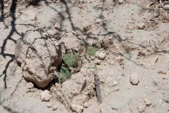 L. williamsii in habitat in SLP