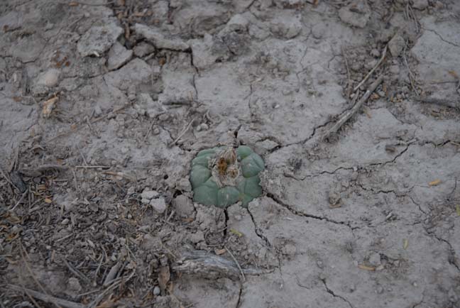 L. koehresii swelling in response to recent rain