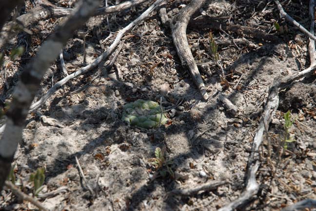 L. koehresii in habitat