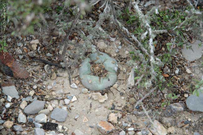 Lophophora williamsii