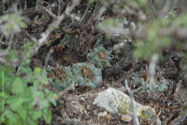 Lophophora williamsii