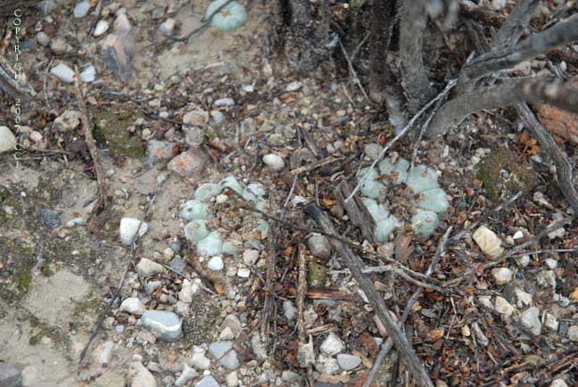 Lophophora williamsii