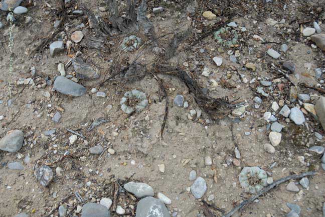 Lophophora williamsii