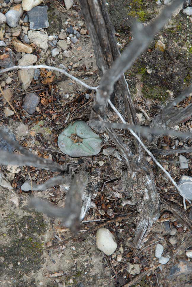 Lophophora williamsii