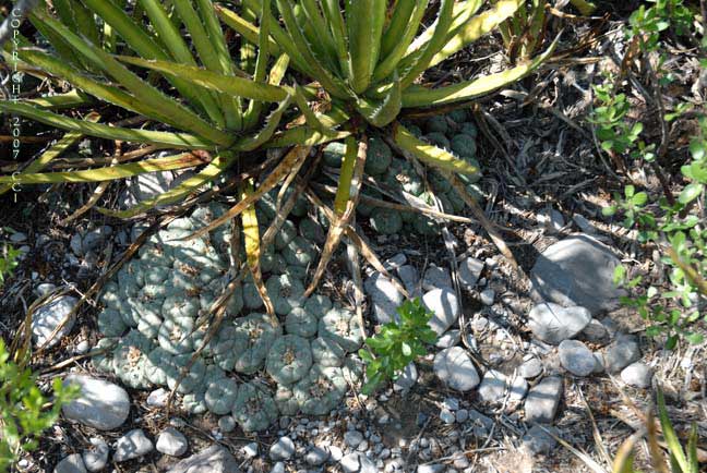 Lophophora williamsii