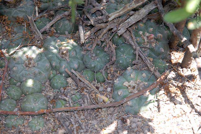 Lophophora williamsii