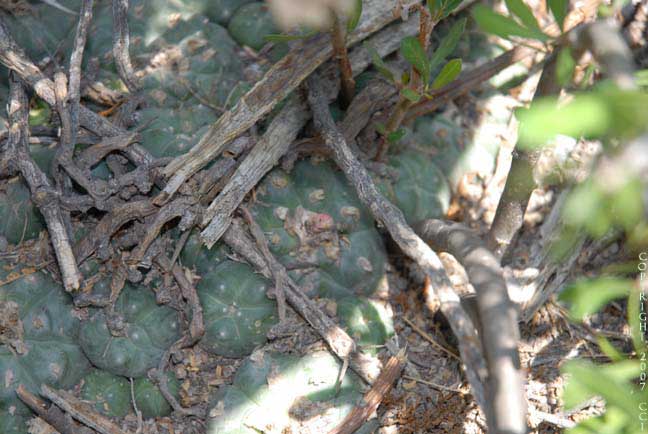 Lophophora williamsii