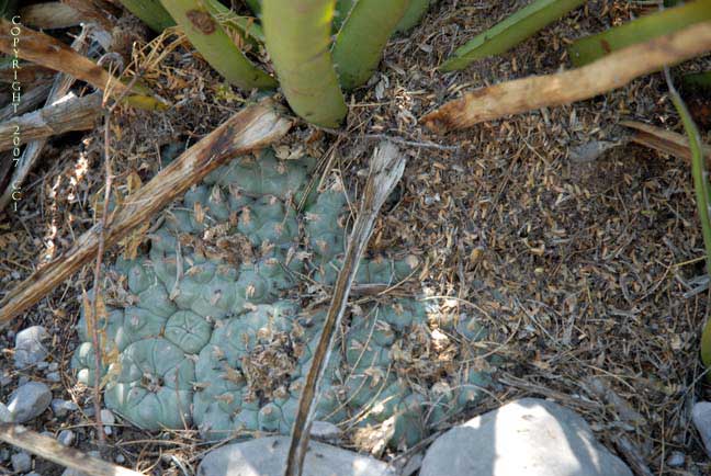Lophophora williamsii