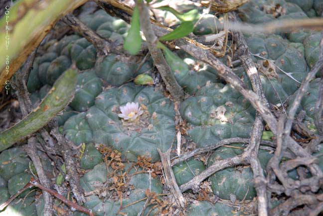 Lophophora williamsii