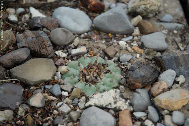 Lophophora williamsii in habitat in Nuevo Leon