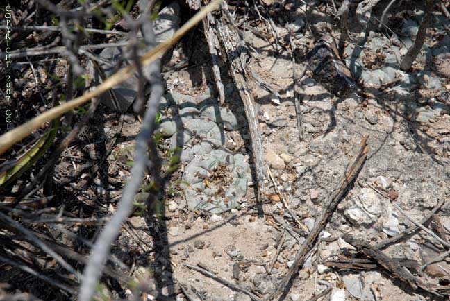 Lophophora williamsii