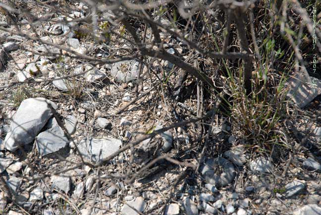 Lophophora williamsii