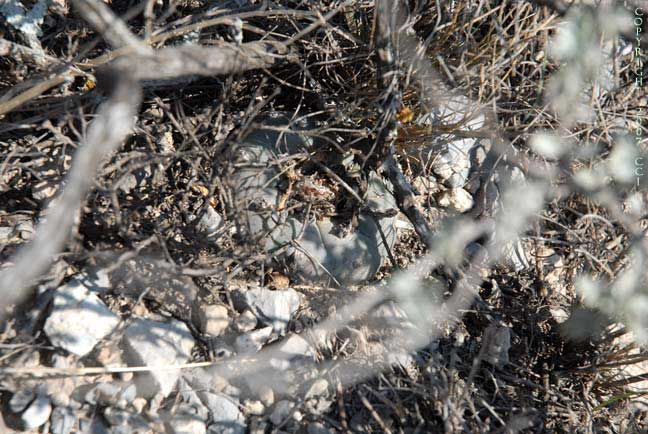 Lophophora williamsii