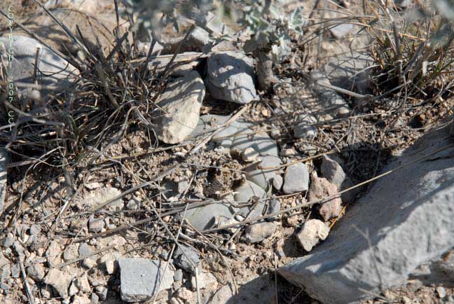 Lophophora williamsii
