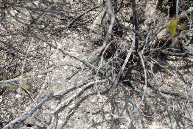 Lophophora williamsii