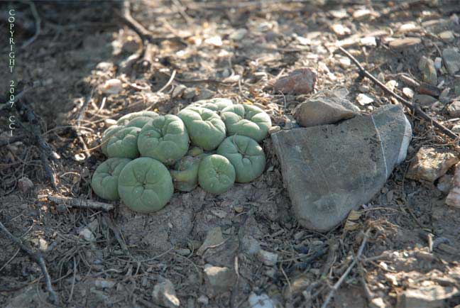 Lophophora koehresii