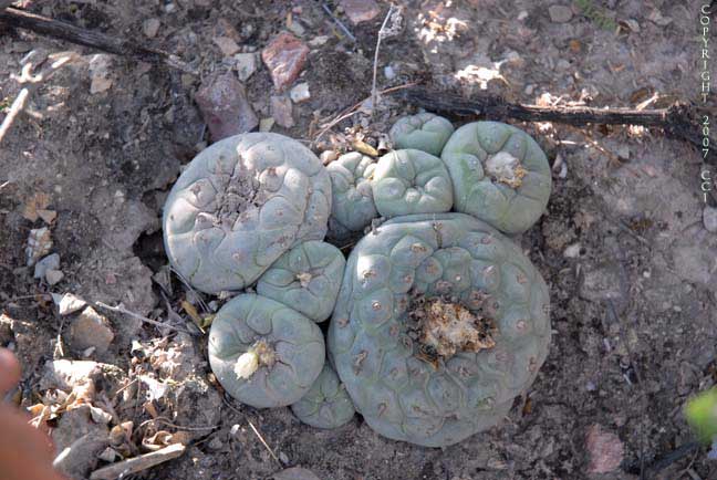 Lophophora koehresii