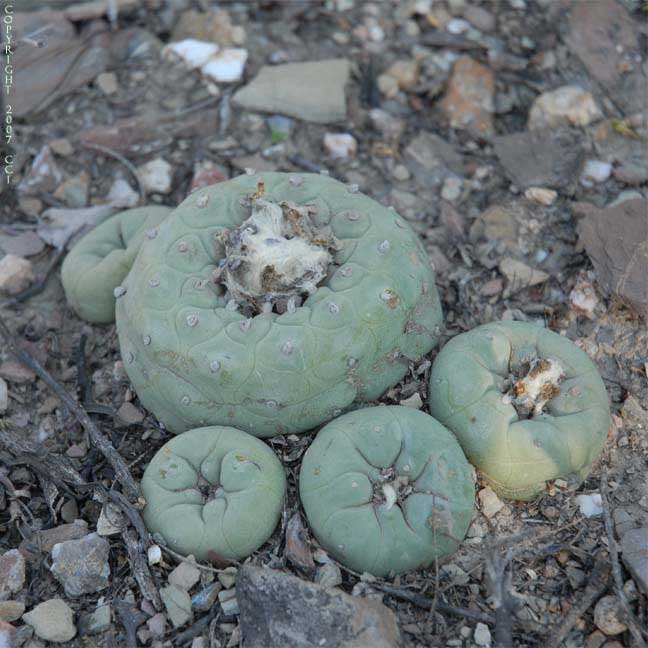 Lophophora koehresii