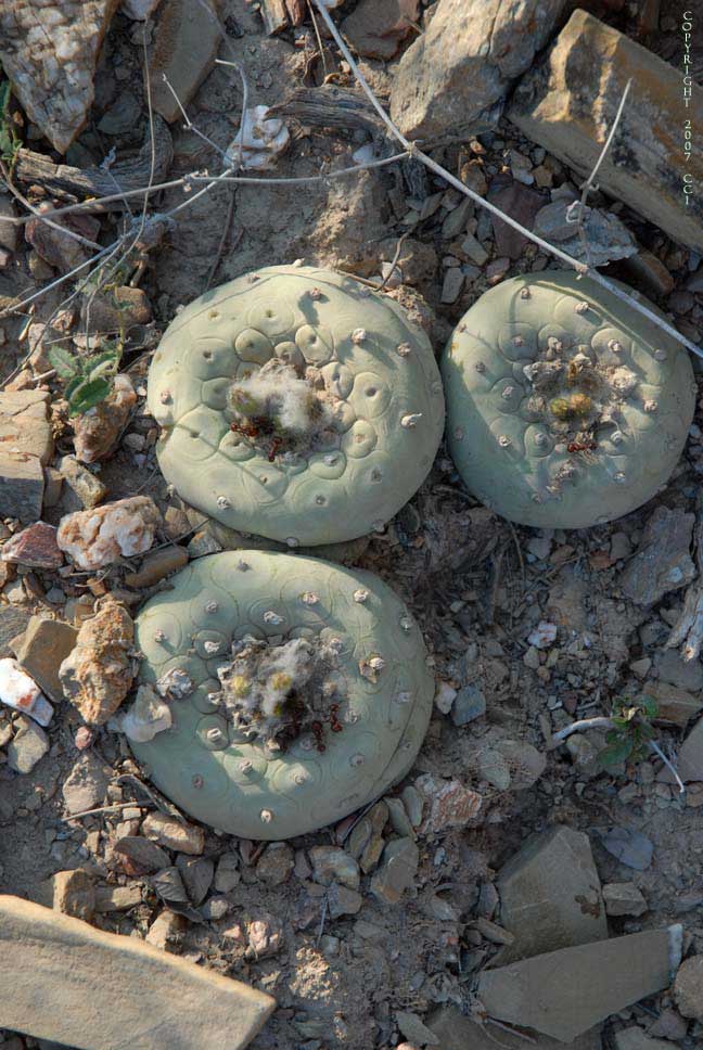 Lophophora koehresii