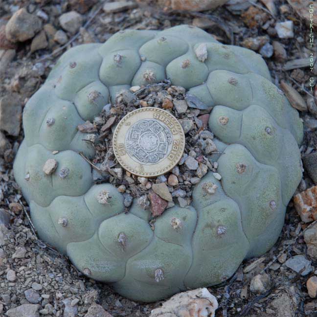 Lophophora koehresii