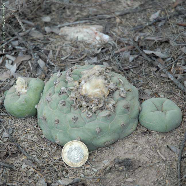 Lophophora koehresii