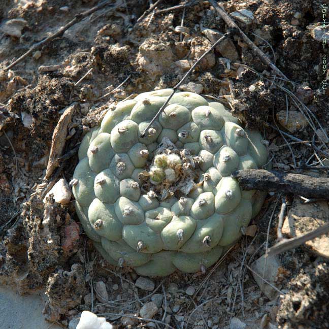 Lophophora koehresii