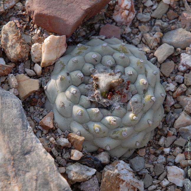 Lophophora koehresii