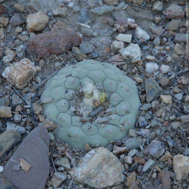 Lophophora koehresii