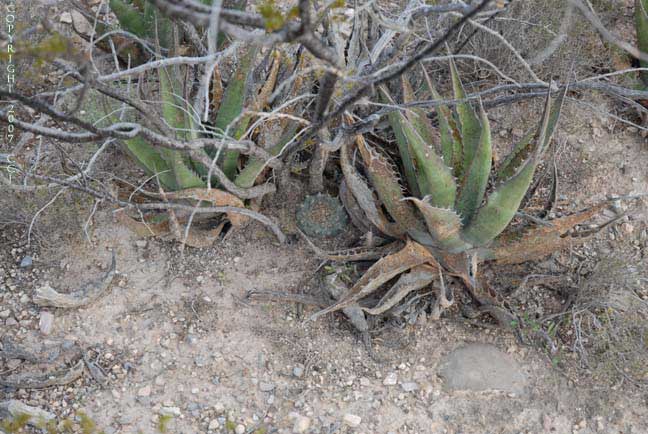 Lophophora williamsii