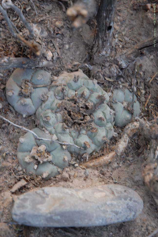 Lophophora williamsii