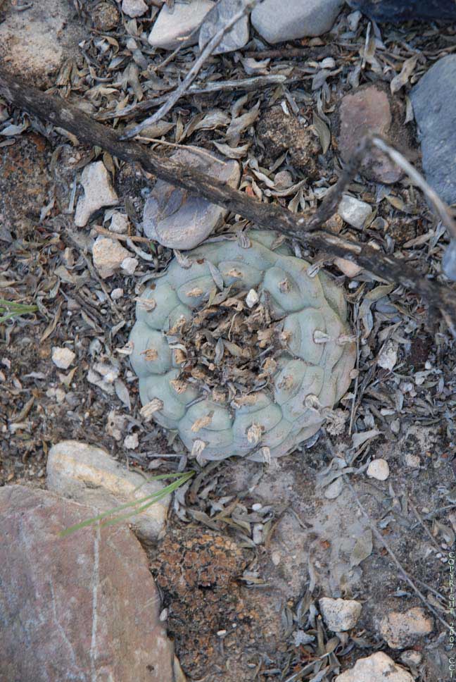 Lophophora williamsii