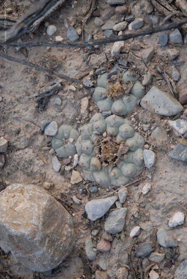 Lophophora williamsii